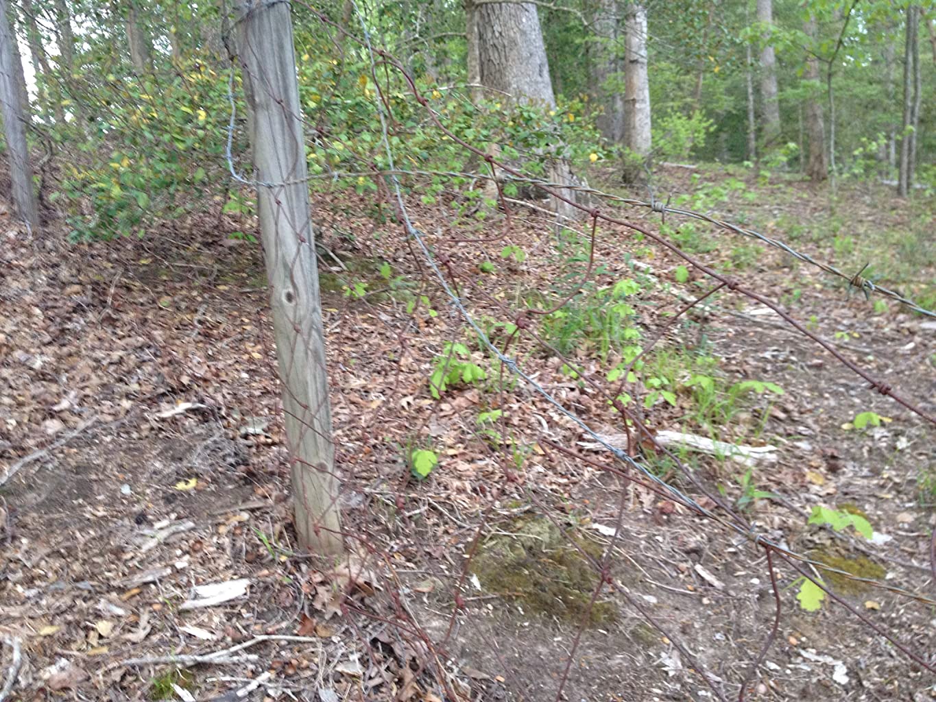 Фото - : 1365x1024 / 304 Кб