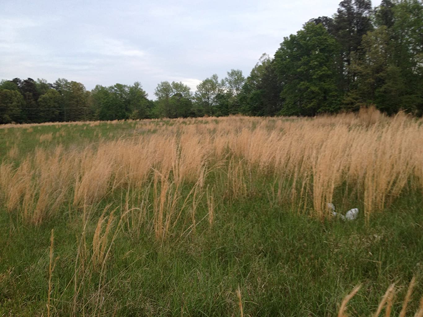 Фото - : 1365x1024 / 174 Кб