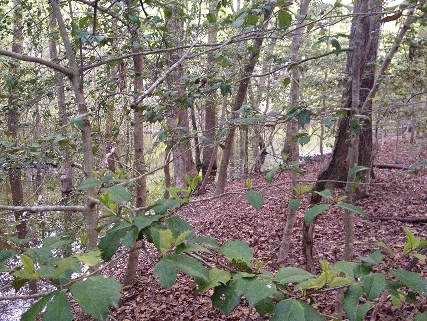 Фото - : 1365x1024 / 358 Кб