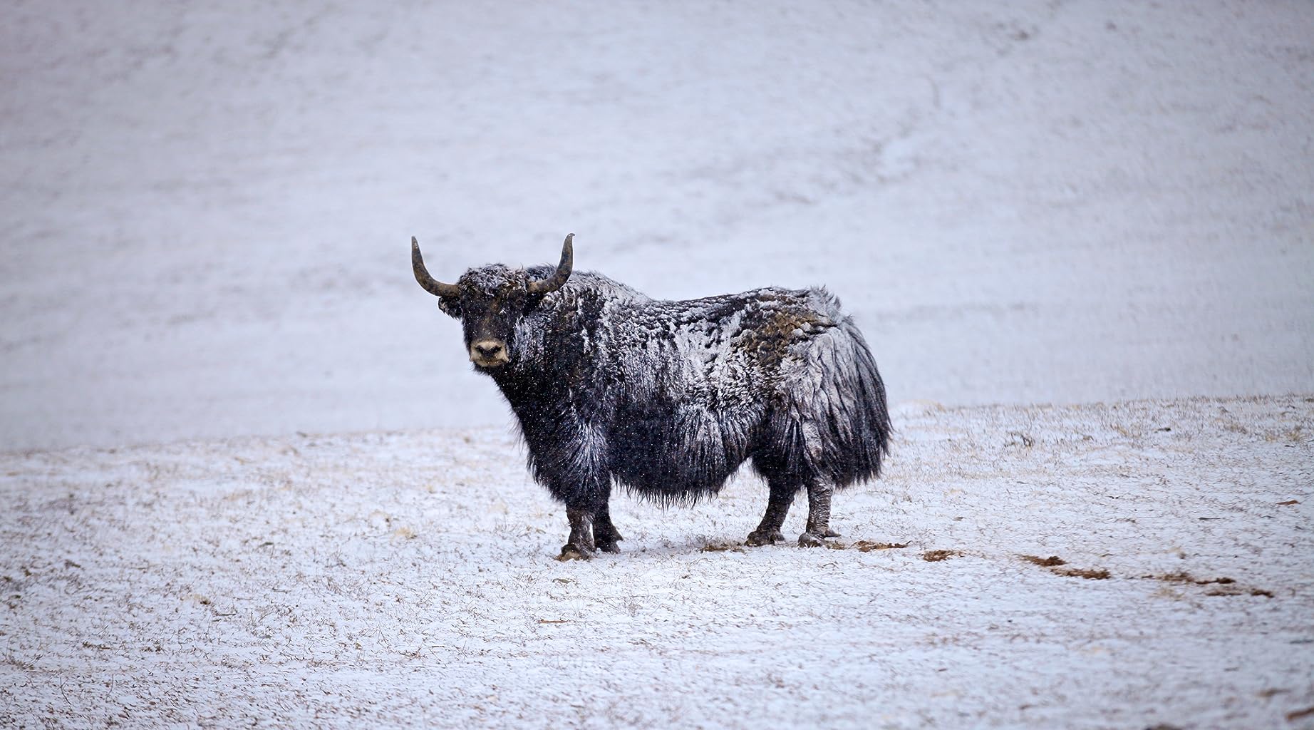 Фото - Рожденный в Китае: 1844x1024 / 239 Кб