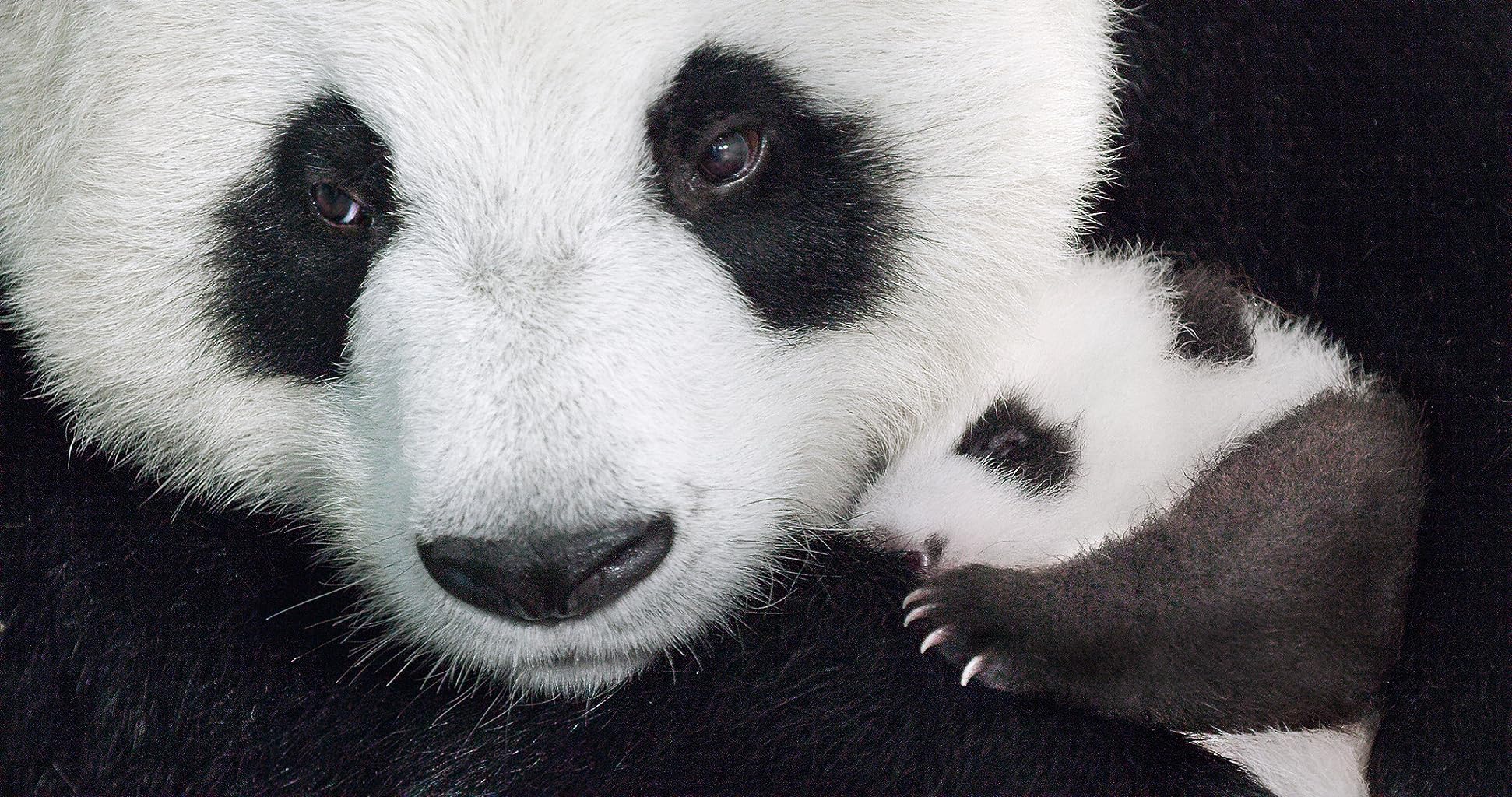 Фото - Рожденный в Китае: 1942x1024 / 456 Кб