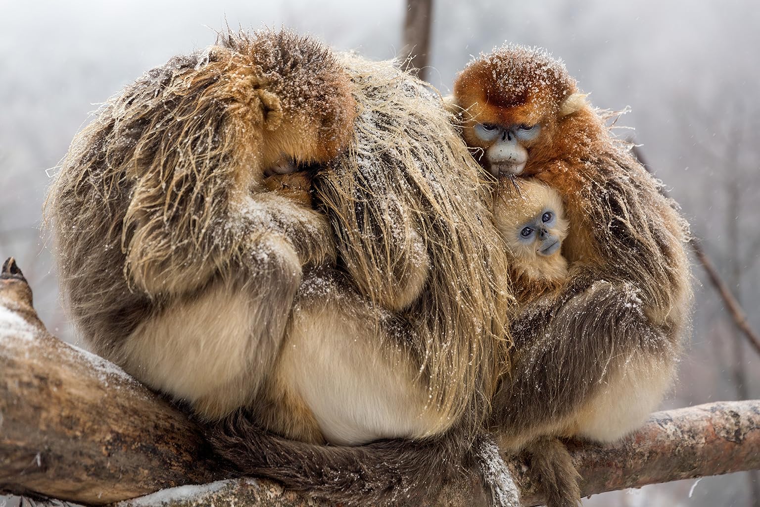 Фото - Рожденный в Китае: 1536x1024 / 317 Кб