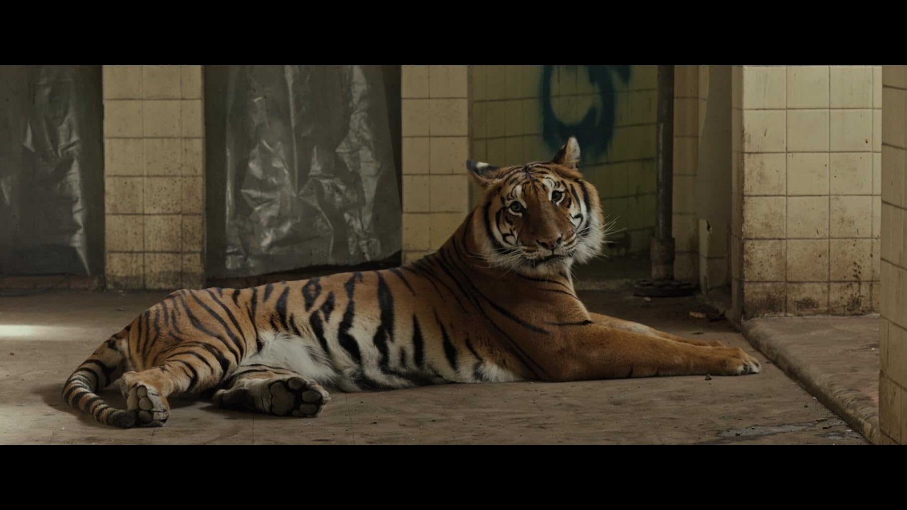 Фото - Тигры не боятся: 1820x1024 / 107 Кб