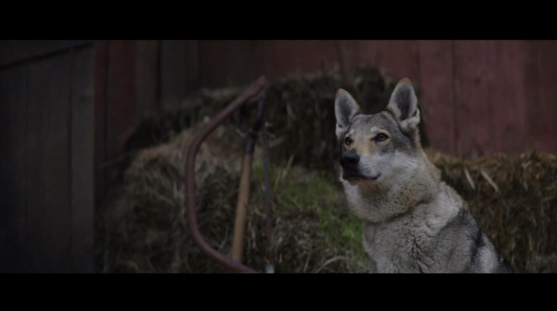 Фото - Цвет из иных миров: 1834x1024 / 74 Кб