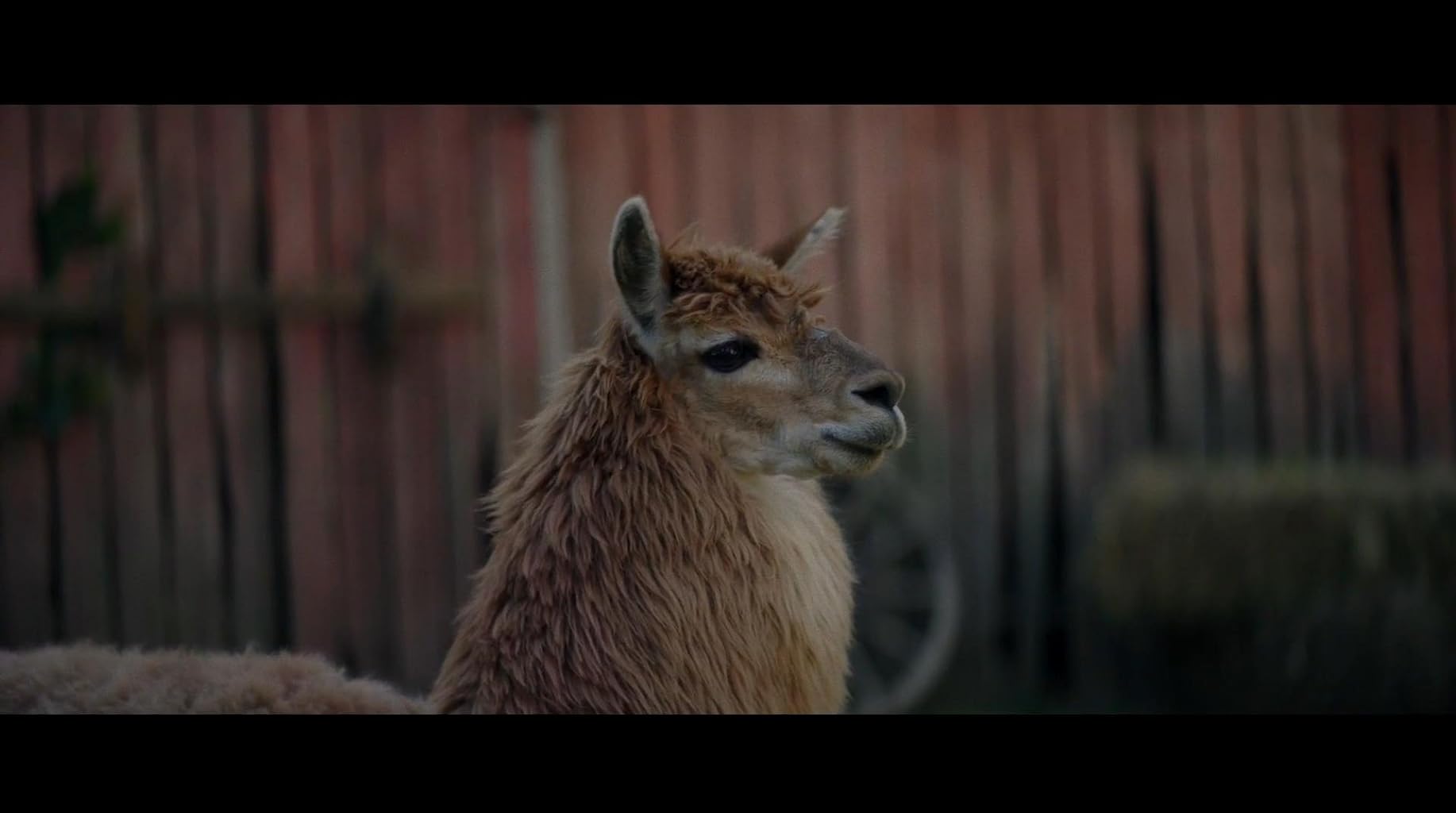 Фото - Цвет из иных миров: 1834x1024 / 73 Кб