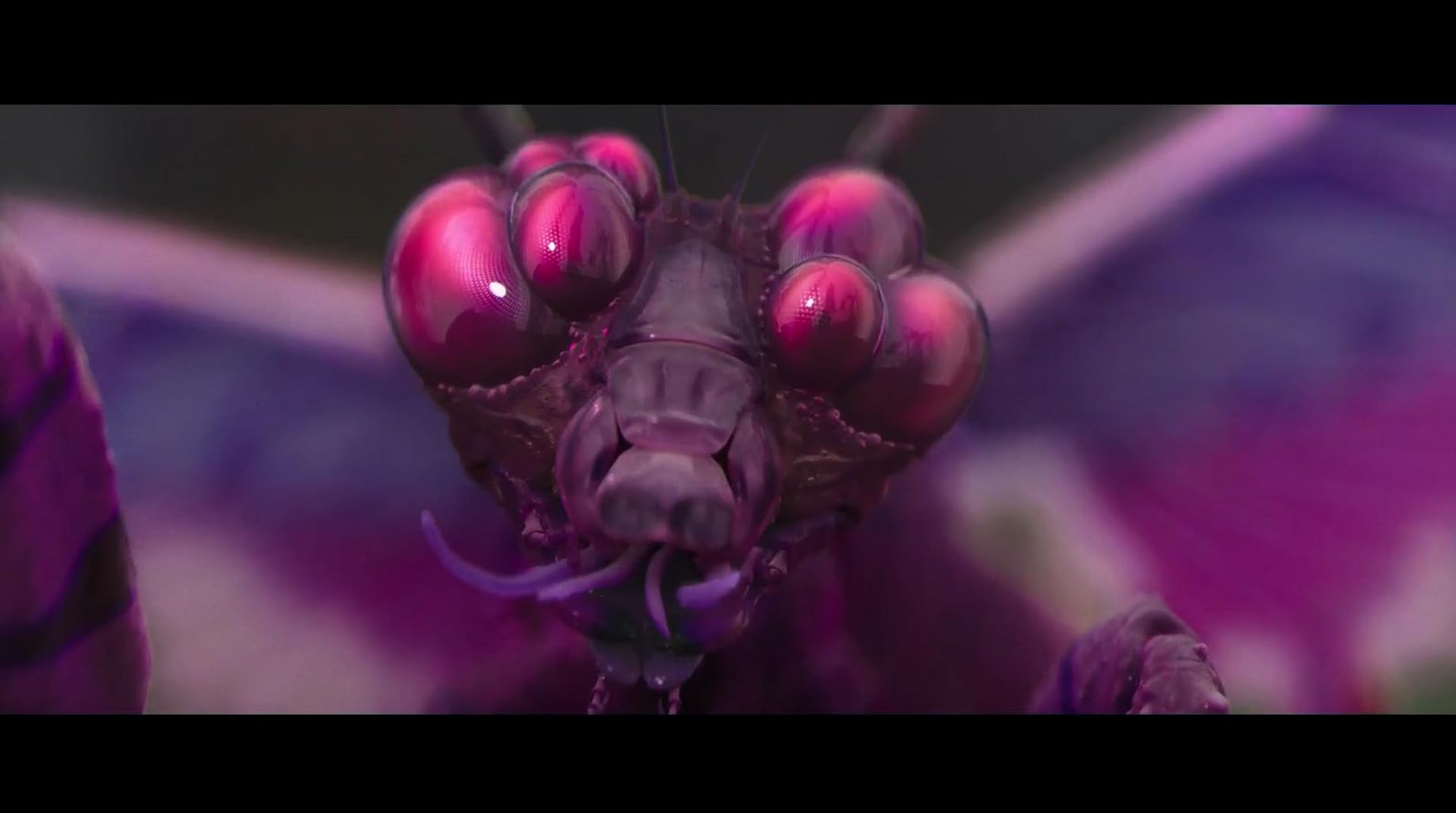 Фото - Цвет из иных миров: 1834x1024 / 66 Кб