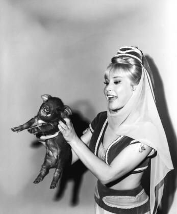 Фото - Я мечтаю о Джинни: 347x420 / 21 Кб