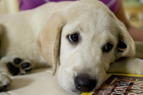 Фото - Марли и я: 480x318 / 25 Кб