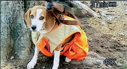 Фото - Боулинг для Колумбины: 263x143 / 20 Кб