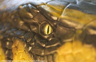 Фото - Анаконда 2: Охота за Проклятой орхидеей: 315x205 / 15 Кб