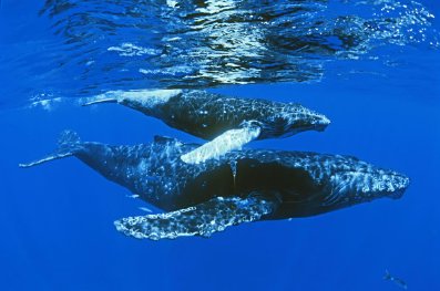 Фото - Земля: 397x263 / 24 Кб