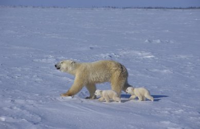 Фото - Земля: 389x252 / 16 Кб