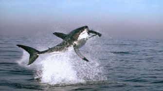 Фото - Земля: 335x187 / 14 Кб