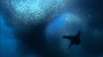 Фото - Земля: 334x186 / 12 Кб