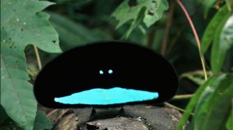 Фото - Земля: 334x186 / 14 Кб