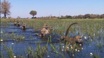 Фото - Земля: 334x186 / 19 Кб