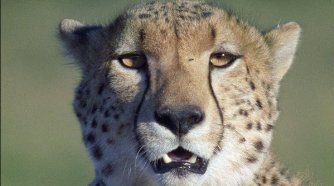 Фото - Земля: 334x186 / 15 Кб