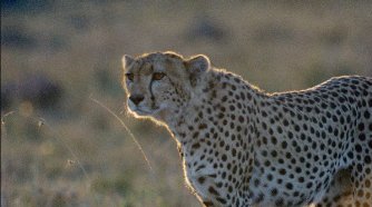 Фото - Земля: 334x186 / 16 Кб