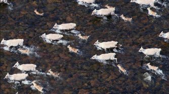 Фото - Земля: 334x186 / 23 Кб