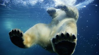 Фото - Земля: 334x186 / 13 Кб