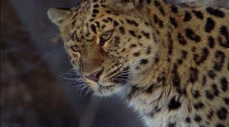 Фото - Земля: 334x186 / 16 Кб