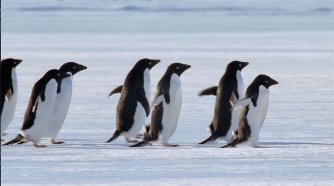 Фото - Земля: 334x186 / 14 Кб