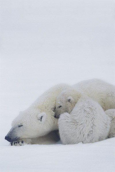 Фото - Земля: 400x600 / 24 Кб