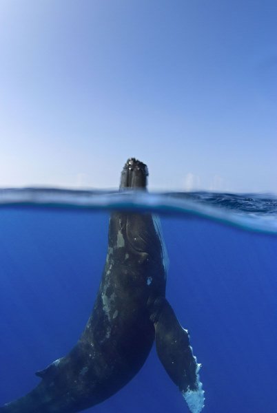 Фото - Земля: 402x600 / 20 Кб