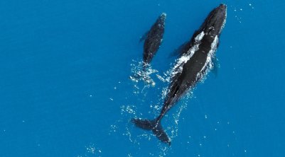 Фото - Земля: 401x222 / 13 Кб