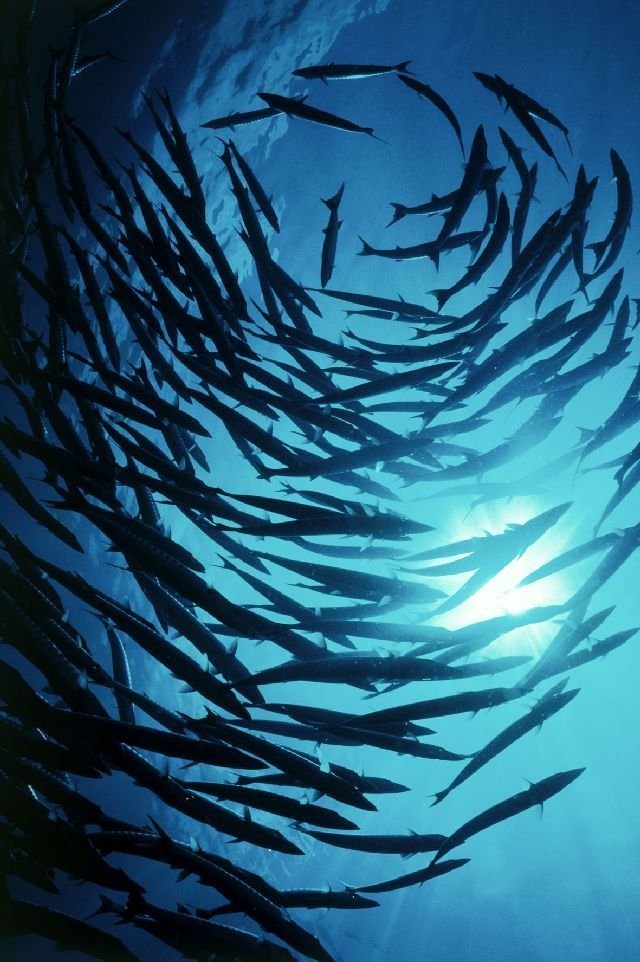 Фото - Большое путешествие вглубь океанов 3D: Возвращение: 640x962 / 116 Кб