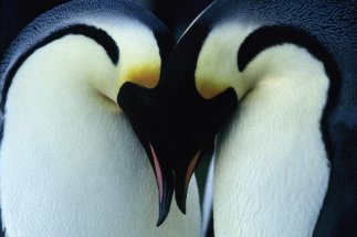 Фото - Птицы 2: Путешествие на край света: 323x215 / 14 Кб