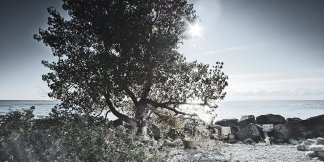 Фото - Da Lord a detective: 324x162 / 19 Кб