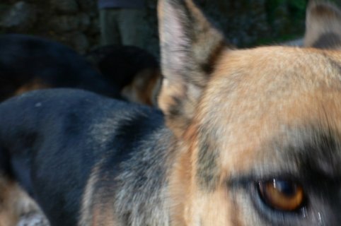 Фото - Weekend à la campagne: 482x320 / 24 Кб