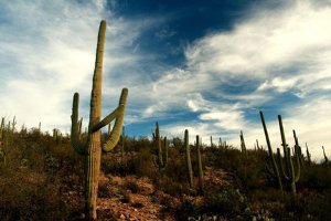 Фото - Jackrabbit Sky: 300x200 / 17 Кб