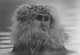 Фото - Барака: 329x228 / 14 Кб