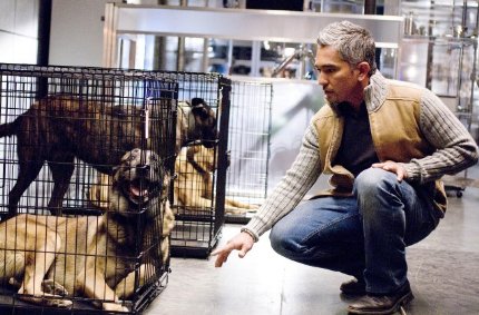 Фото - Кости: 430x283 / 42 Кб