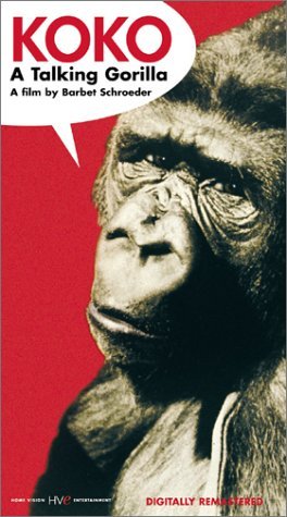 Фото - Коко, говорящая горилла: 264x475 / 36 Кб