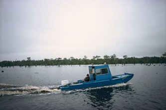 Фото - Шульце играет блюз: 333x222 / 13 Кб