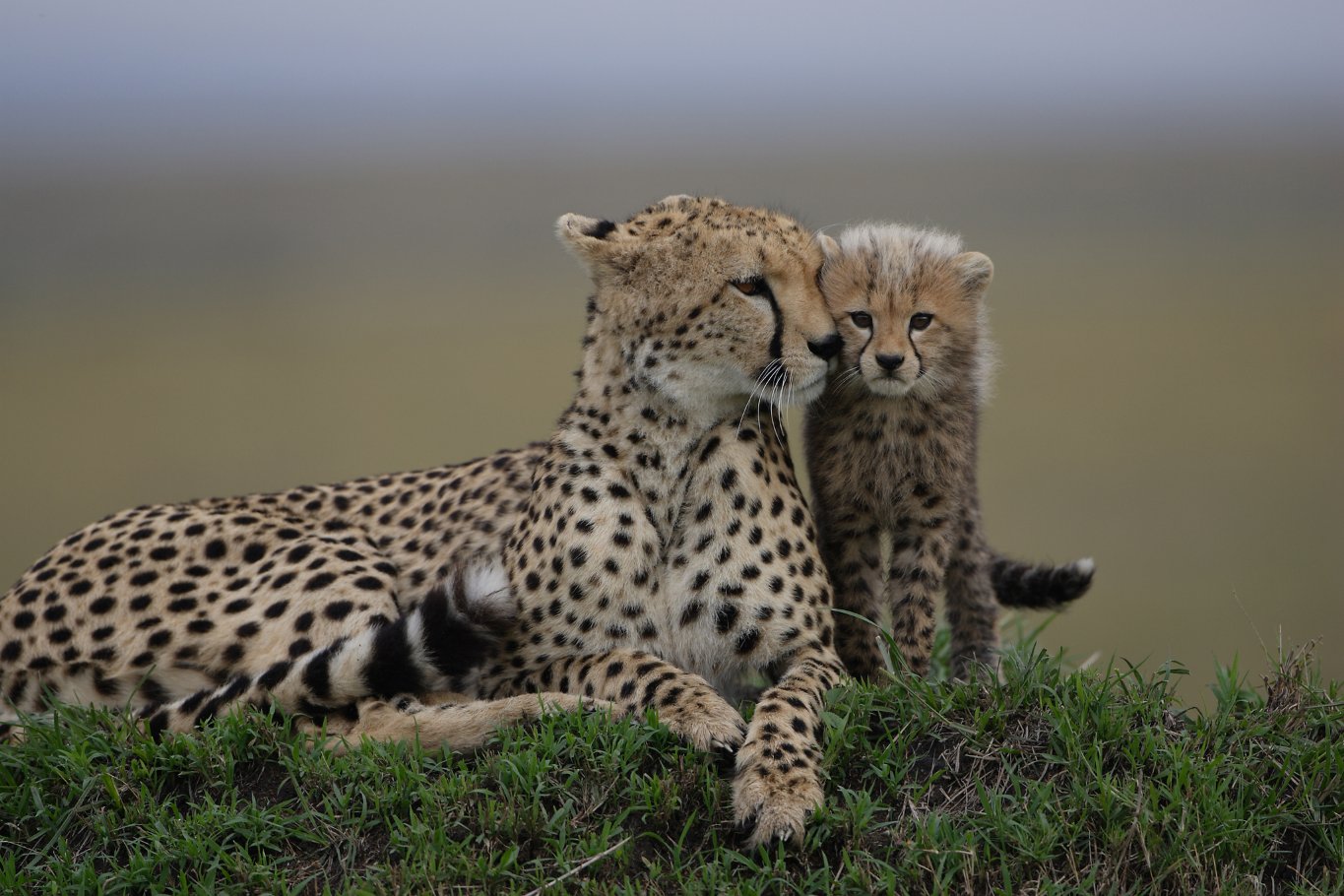 Фото - Дневник большой кошки: 1365x910 / 208 Кб