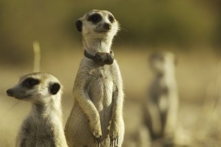 Фото - Поместье сурикатов: Начало истории: 322x214 / 11 Кб