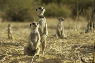 Фото - Поместье сурикатов: Начало истории: 322x214 / 18 Кб