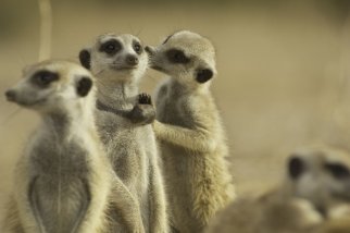 Фото - Поместье сурикатов: Начало истории: 322x214 / 12 Кб