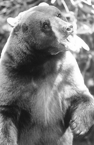 Фото - Книга джунглей: 311x475 / 34 Кб