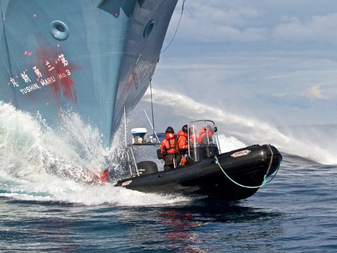 Фото - Китовые войны: 480x360 / 40 Кб
