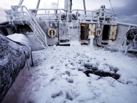 Фото - Китовые войны: 480x360 / 47 Кб