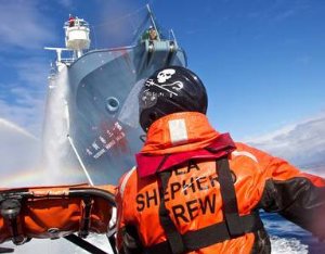 Фото - Китовые войны: 300x234 / 19 Кб