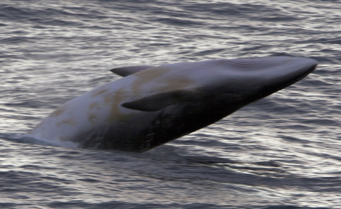 Фото - Китовые войны: 1191x730 / 158 Кб