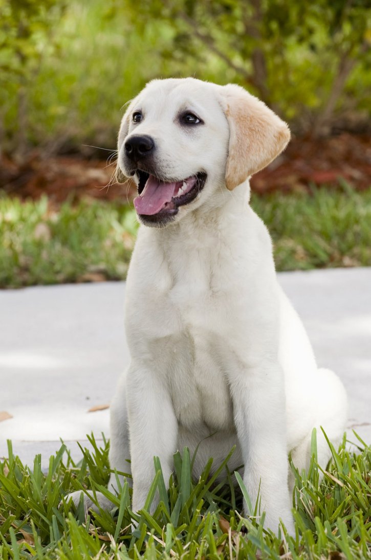 Фото - Марли и я: 725x1095 / 118 Кб