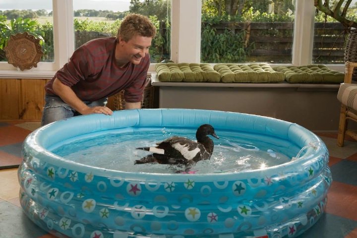 Фото - Love Birds: 720x480 / 77 Кб