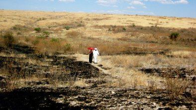 Фото - Strawberry Tears: 394x222 / 31 Кб